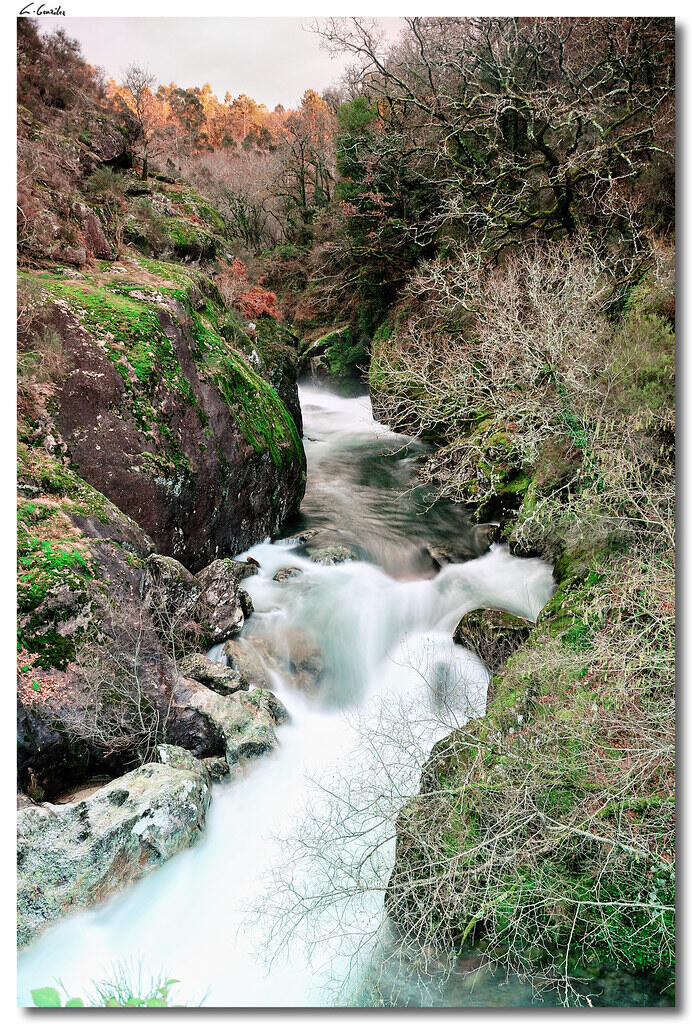 Un r&iacute;o sereno y caudaloso atraviesa un frondoso bosque verde salpicado de rocas cubiertas de musgo. Los &aacute;rboles desnudos bordean la orilla del r&iacute;o bajo un cielo nublado.